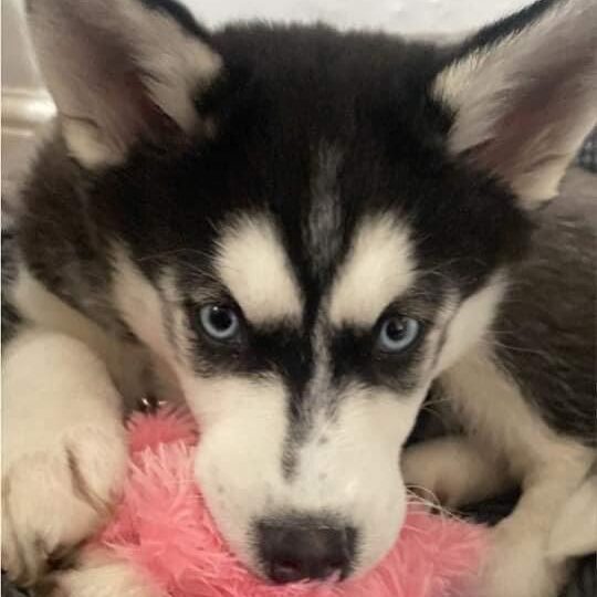 Luna sales husky rescue