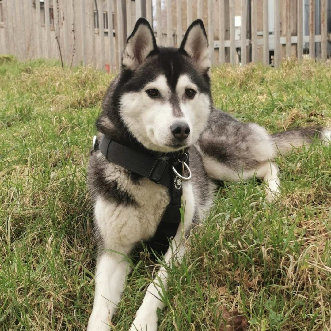 Huskies up clearance for adoption