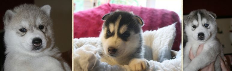 buying a husky puppy
